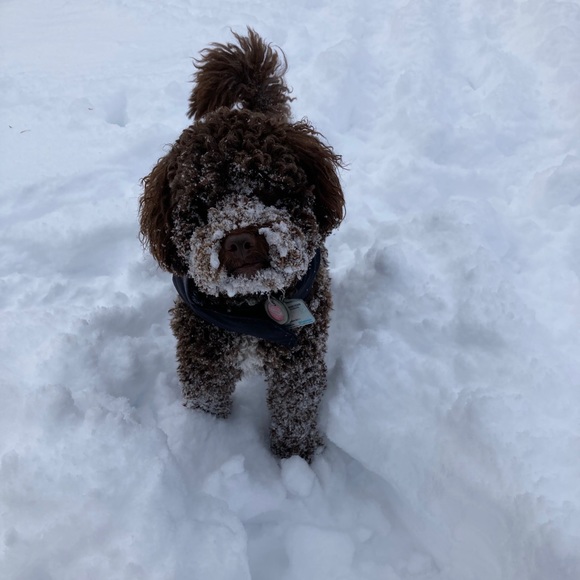 Meet your Posher, Alisa - Picture 2 of 2